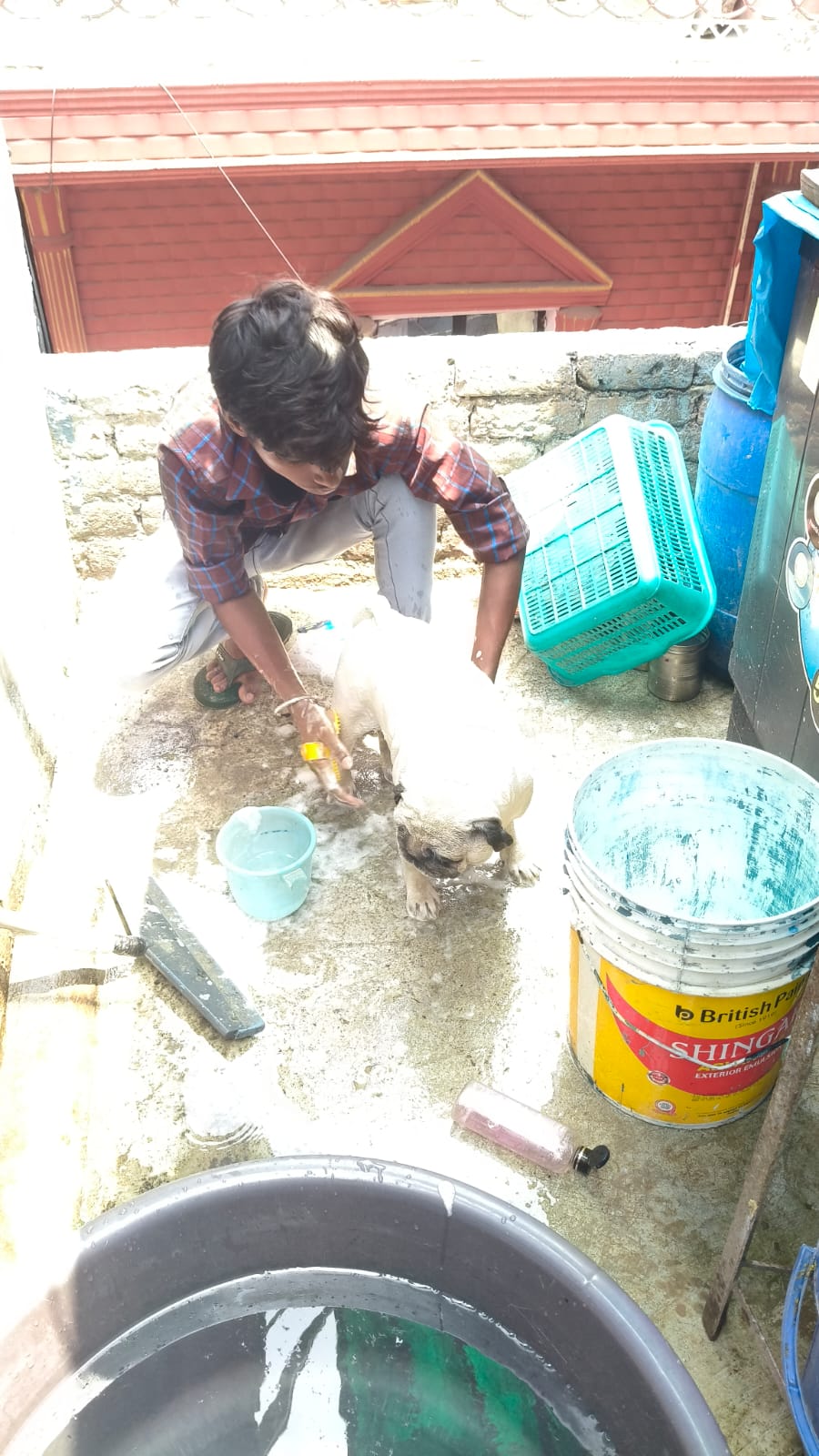 Outdoor warm water scrub and wash session for dog